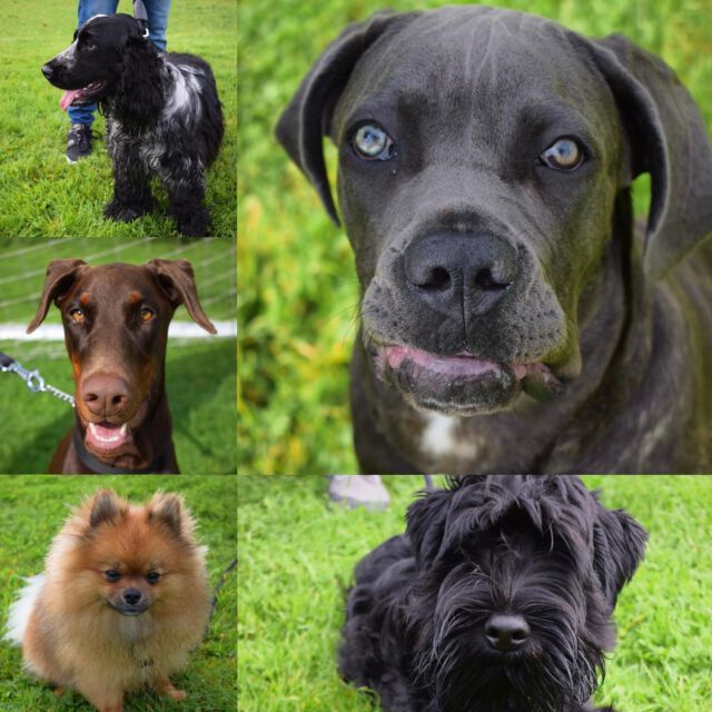 Wat een beauty’s en wat waren ze weer goed bezig met de cursus