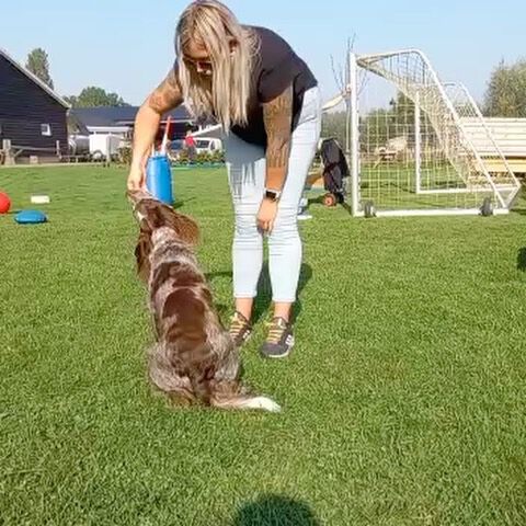 Tijdens onze cursussen leer je verschillende tactieken voor jou en je hond. 
Wel leren je niet alleen welke woorden en bewegingen je kan doen, maar ook hoe jij je hond beter kan leren aan voelen. 
Onze volgende cursus zou starten begin november.