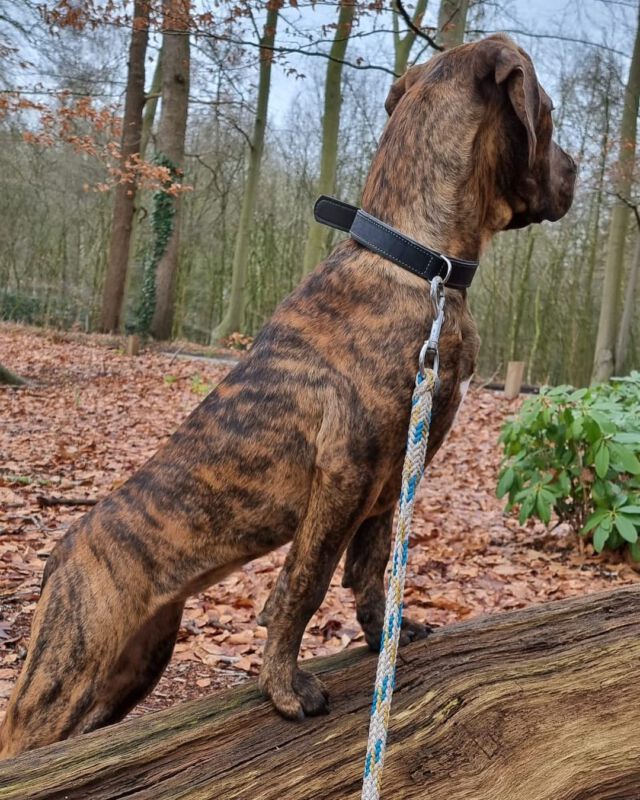 6 maart is het weer zo ver! De nieuwe cursus ronde gaat dan beginnen. 
Je kan jezelf en je hond aan melden via onze website of als je nog extra informatie wilt ontvangen doe ons dan een berichtje! 

http://hondenschoolbuddyzwolle.nl
