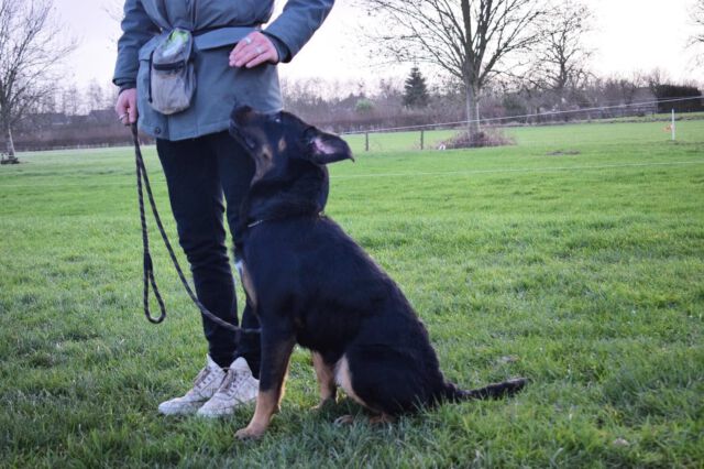 Hoe krijg jij je pup zo gefocust op de baas? 
Alicia en Marcel helpen je hier graag bij. Ben je geïnteresseerd meld je dan nu aan voor de nieuwe cursussen die beginnen op 6 maart
