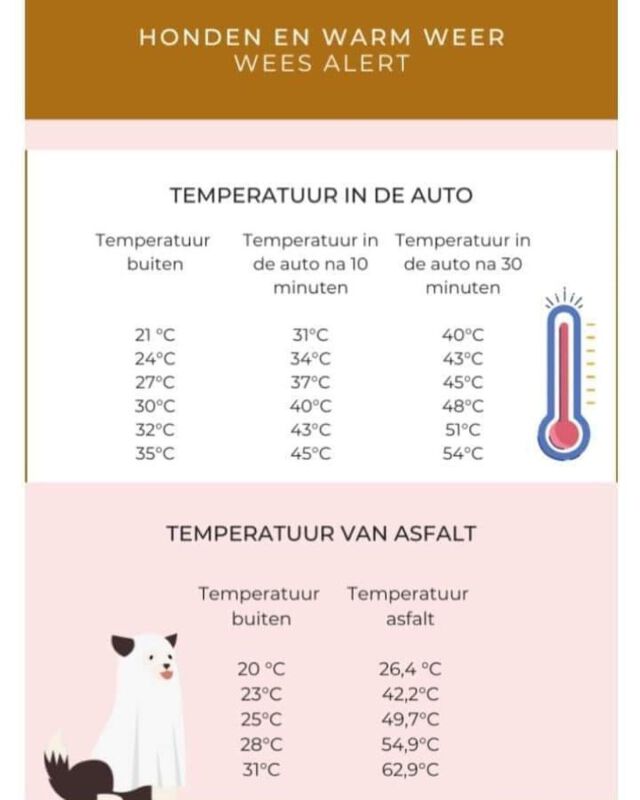 Houdt rekening met dit warme weer en de honden! Niet in de auto laten, maar laat ze ook zeker niet over het asfalt lopen.