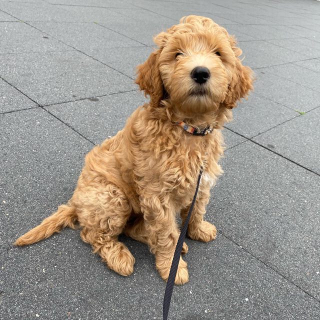 Daar zijn we weer! 25 september beginnen de cursussen weer. 
We hebben bij de puppy, beginners en gevorderde nog plekjes vrij!! 
U kunt zich aanmelden via de website: http://hondenschoolbuddyzwolle.nl